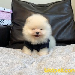 Pomeranian Boo Oyuncak Tip Irk Sağlık Garantili Yavrularımız 2