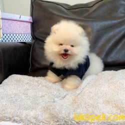 Pomeranian Boo Oyuncak Tip Irk Sağlık Garantili Yavrularımız 3