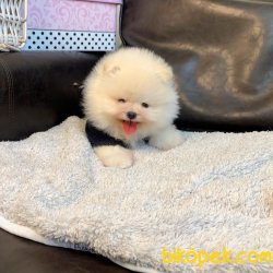 Pomeranian Boo Oyuncak Tip Irk Sağlık Garantili Yavrularımız 1
