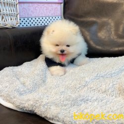 Pomeranian Boo Oyuncak Tip Irk Sağlık Garantili Yavrularımız 4