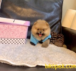 Pomeranian Boo Oyuncak Tip Yavrularımız 2