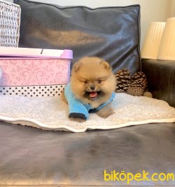 Pomeranian Boo Oyuncak Tip Yavrularımız 4