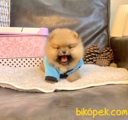 Pomeranian Boo Oyuncak Tip Yavrularımız 1