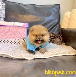 Pomeranian Boo Oyuncak Tip Yavrularımız 3