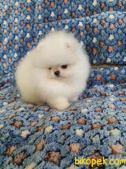 Pomeranian Boo Oyuncak Tip Yavrularımız 3
