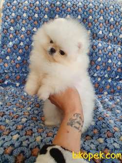 Pomeranian Boo Oyuncak Tip Yavrularımız 5