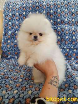 Pomeranian Boo Oyuncak Tip Yavrularımız 2
