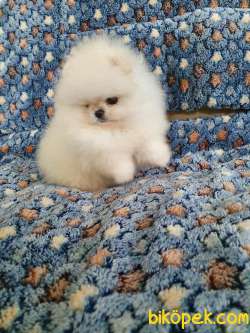 Pomeranian Boo Oyuncak Tip Yavrularımız 4
