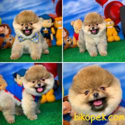 Pomeranian BOO Oyuncu Yavrumuz SUPERMEN / Yavrupatiler Den 5