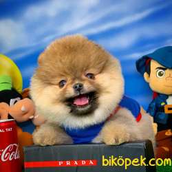 Pomeranian BOO Oyuncu Yavrumuz SUPERMEN / Yavrupatiler Den 3