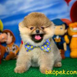 Pomeranian BOO Oyuncu Yavrumuz SUPERMEN / Yavrupatiler Den 2