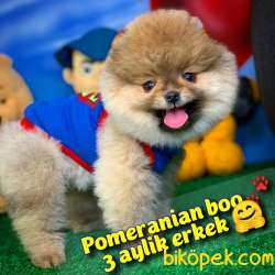 Pomeranian BOO Oyuncu Yavrumuz SUPERMEN / Yavrupatiler Den 1