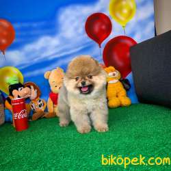 Pomeranian BOO Oyuncu Yavrumuz SUPERMEN / Yavrupatiler Den 4
