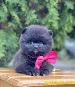 Pomeranian Boo Panda Surat Black Peluş Tip Yavrularımız 5