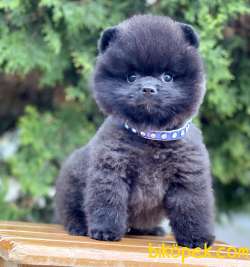 Pomeranian Boo Panda Surat Black Peluş Tip Yavrularımız 3