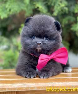 Pomeranian Boo Panda Surat Black Peluş Tip Yavrularımız 1