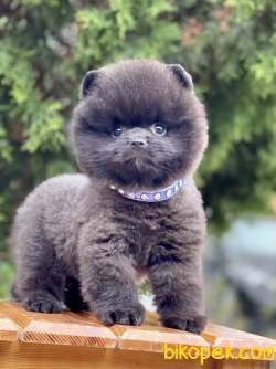 Pomeranian Boo Panda Surat Black Peluş Tip Yavrularımız 4