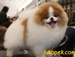 Pomeranian Boo Parti Color Yavrumuz 3