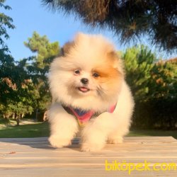 Pomeranian Boo Parti Color Yavrumuz 2