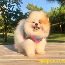 Pomeranian Boo Parti Color Yavrumuz 1