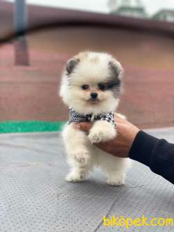 Pomeranian Boo Party Colour Erkek Yavrumuz 3