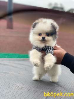 Pomeranian Boo Party Colour Erkek Yavrumuz 1
