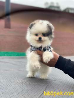 Pomeranian Boo Party Colour Erkek Yavrumuz 2