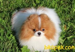 POMERANİAN BOO PARTYCOLOR 2