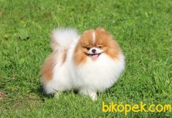 POMERANİAN BOO PARTYCOLOR 1