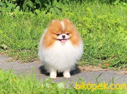 POMERANİAN BOO PARTYCOLOR 1