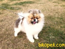 POMERANİAN BOO PARTYCOLOR 3