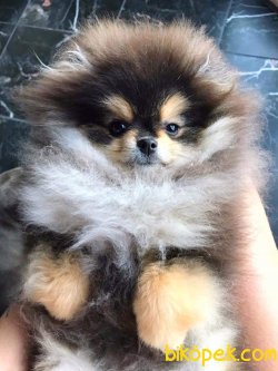 POMERANİAN BOO PARTYCOLOR 4