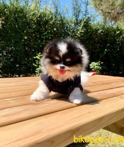 Pomeranian Boo Partycolor White&black 1