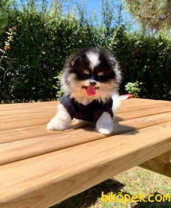 Pomeranian Boo Partycolor White&black 2