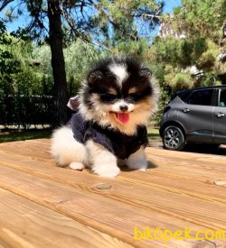 Pomeranian Boo Partycolor White&black 3