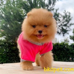 Pomeranian Boo Pasaportlu Asili Eğitimli Ayicik Surat Yavrular 1