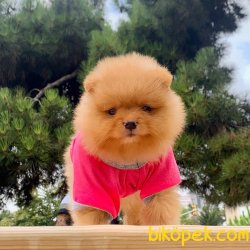 Pomeranian Boo Pasaportlu Asili Eğitimli Ayicik Surat Yavrular 3