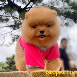 Pomeranian Boo Pasaportlu Asili Eğitimli Ayicik Surat Yavrular 2