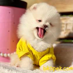 Pomeranian Boo Peluş Ayicik Yavrularımız 2