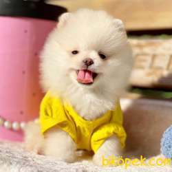 Pomeranian Boo Peluş Ayicik Yavrularımız 3