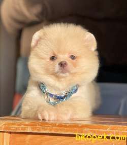Pomeranian Boo Peluş Surat Ayiciklar 3