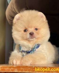 Pomeranian Boo Peluş Surat Ayiciklar 5