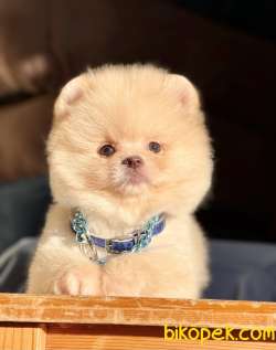 Pomeranian Boo Peluş Surat Ayiciklar 2