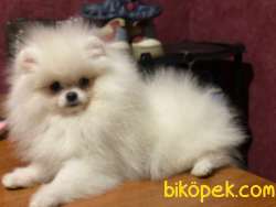 Pomeranian Boo #Pusli 1