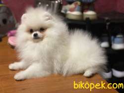 Pomeranian Boo #Pusli 2