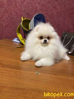 Pomeranian Boo #Pusli 3
