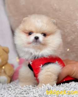 Pomeranian Boo Rus Pasaportlu Mikrocipli  Yavrularımız 2