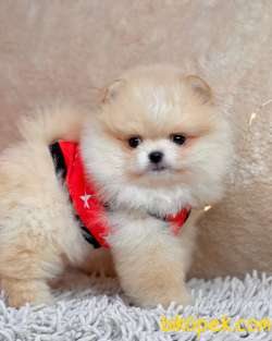 Pomeranian Boo Rus Pasaportlu Mikrocipli  Yavrularımız 3