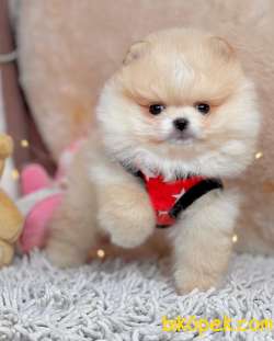 Pomeranian Boo Rus Pasaportlu Mikrocipli  Yavrularımız 1