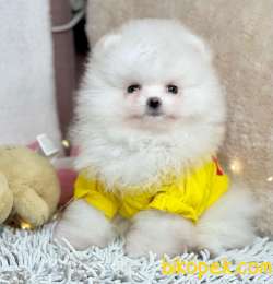 Pomeranian Boo Rusya Pasaportlu Mikrocipli  Yavrularımız 3